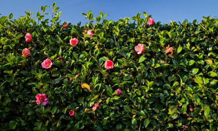Grønn, frodig hekk med enkelte rosa blomster som stikker ut.