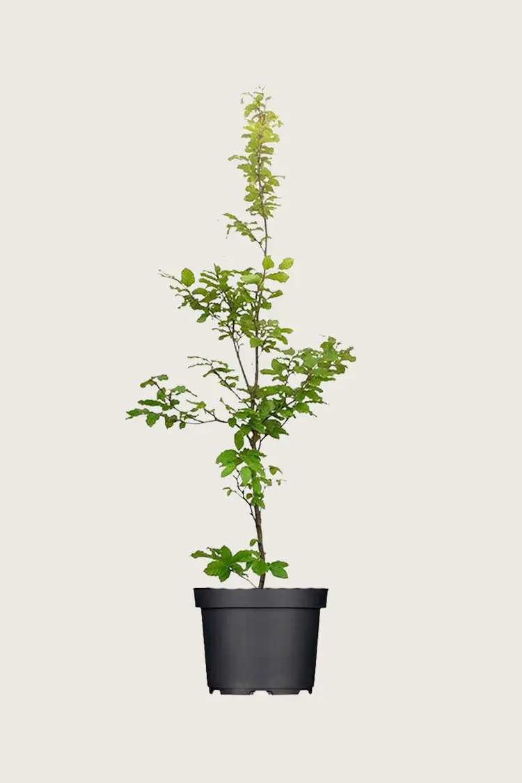 Vanlig bøk | Plantinavia
