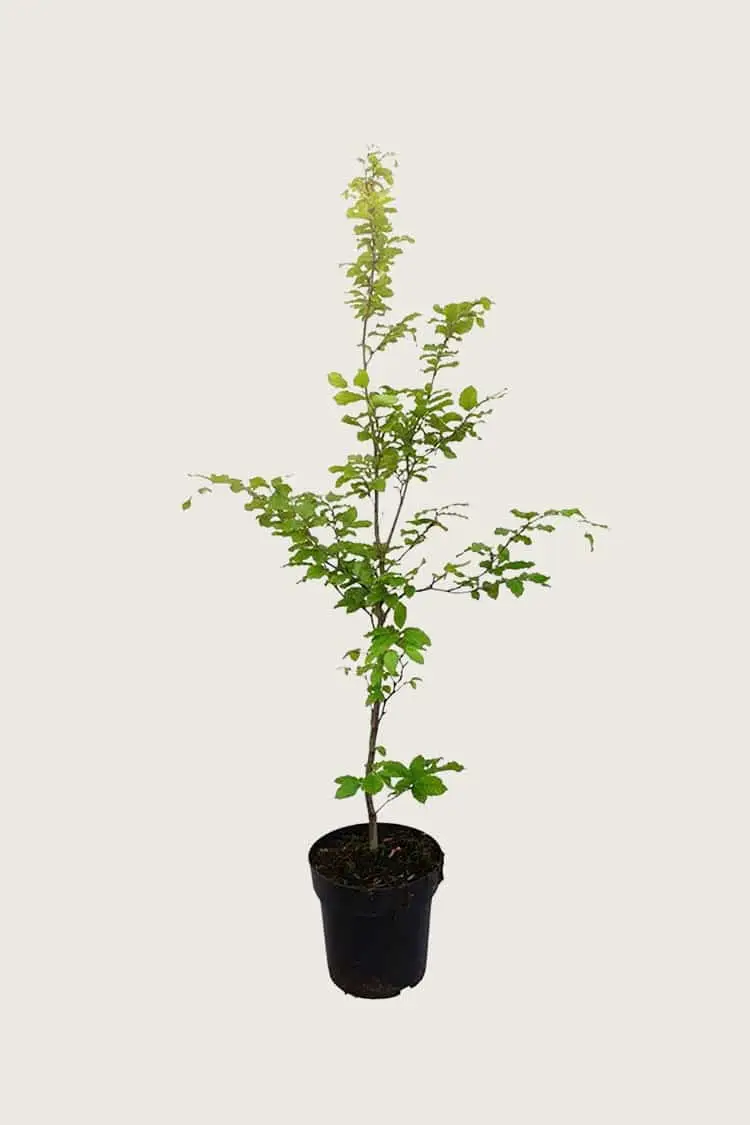 Vanlig Bøk krukke | Plantinavia
