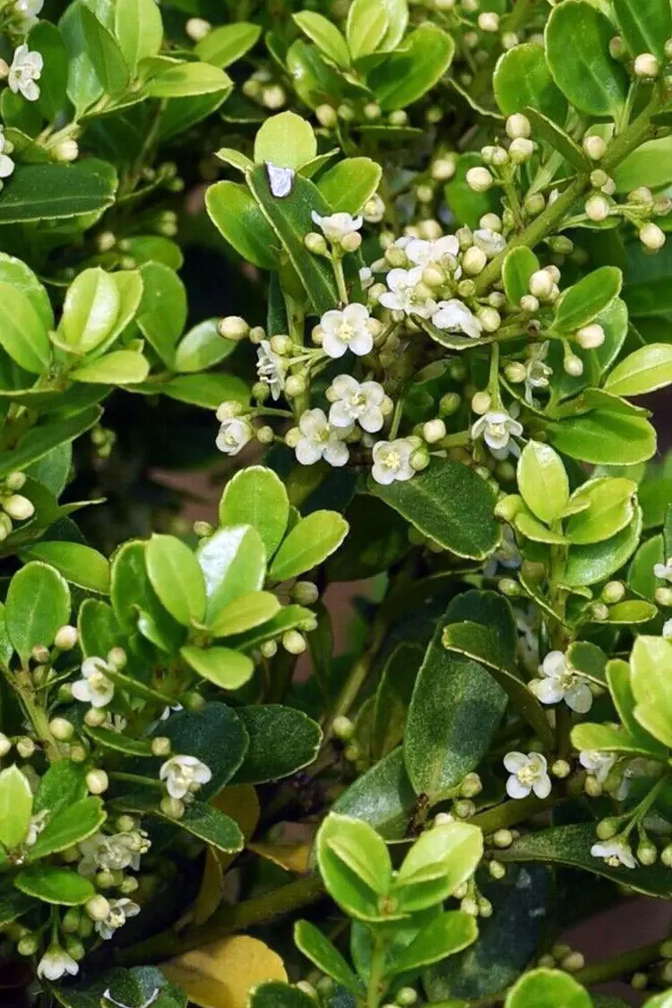 Japansk kristtorn 'Green Hedge' 80cm Outlet | Plantinavia