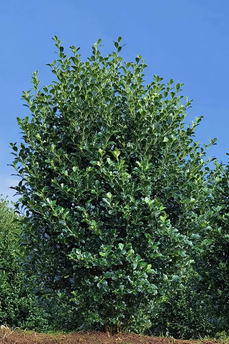 Kristtorn Heckenpracht 350cm Velgrenet | Plantinavia