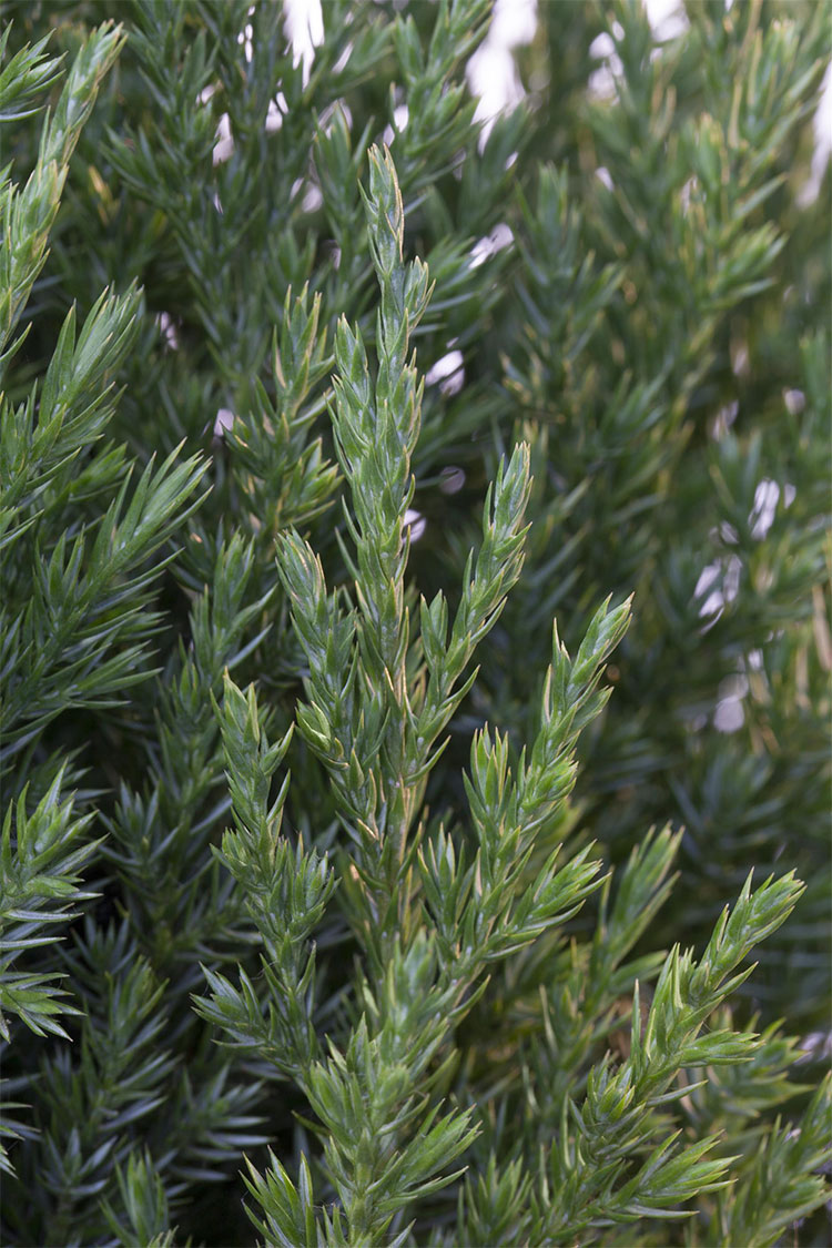 Kinaeiner Stricta