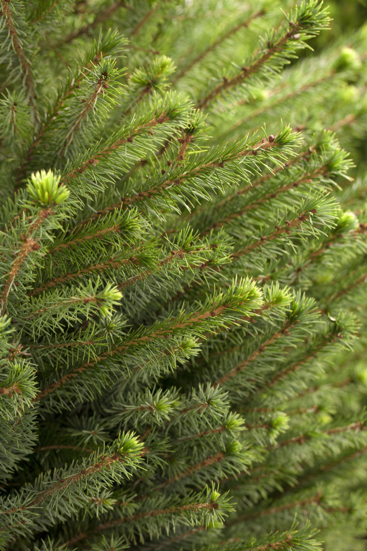 Serbergran