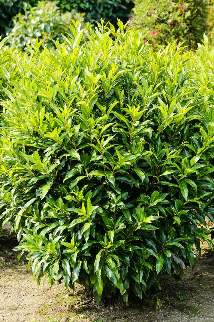 Laurbærhegg Caucasica Velgrenet | Plantinavia