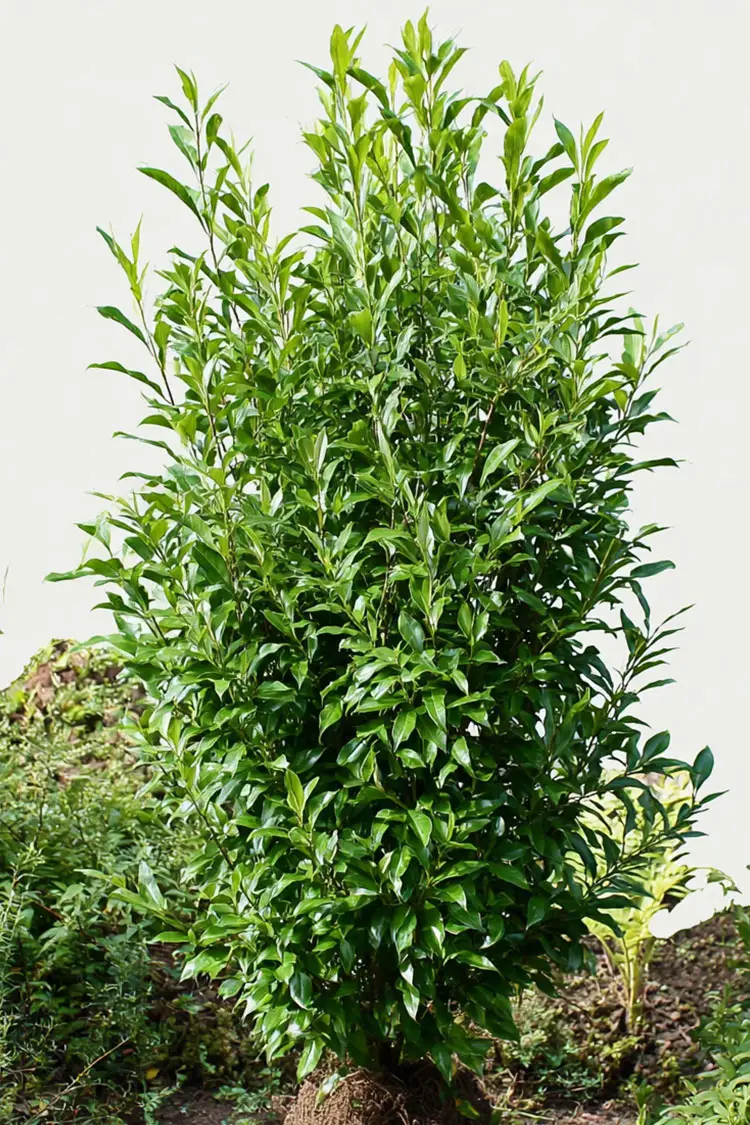 Laurbærhegg Genolia Velgrenet | Plantinavia