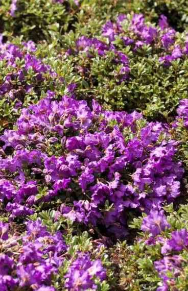 Blandet rhododendron