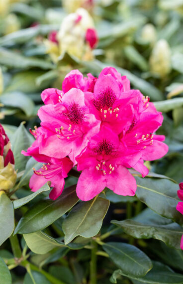 Rød Rhododendron