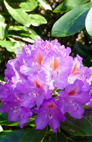 Fiolett rhododendron