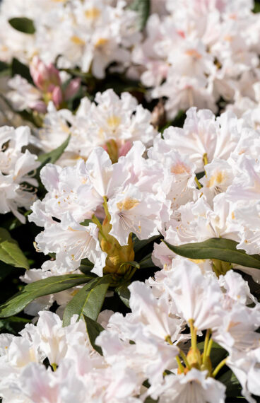 Hvit Rhododendron