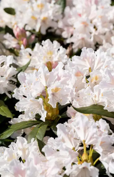 Hvit Rhododendron