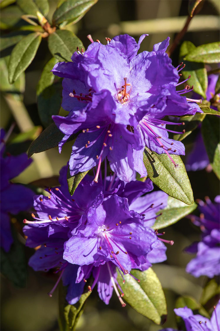 Dværg rhododendron