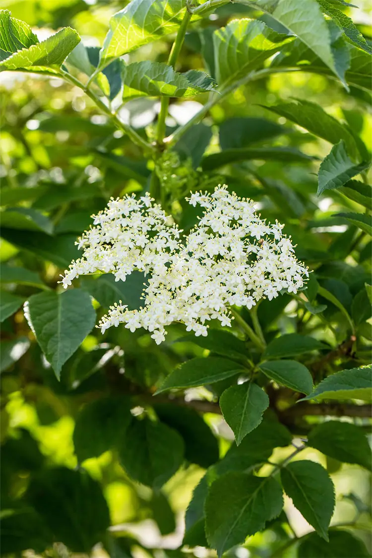 Svarthyll
