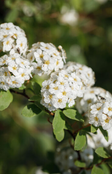 Gentspirea