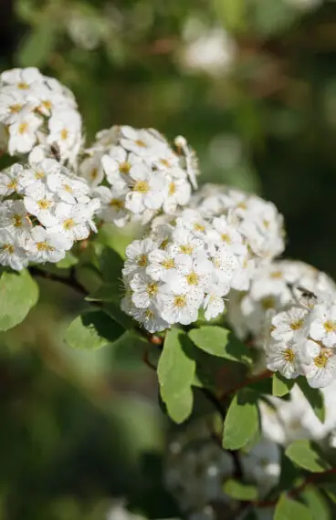 Gentspirea