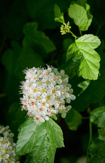 Bjørkebladspiraea