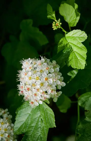 Bjørkebladspiraea