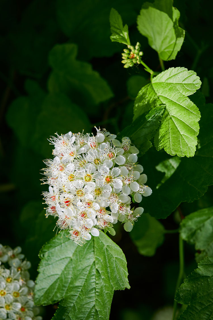 Bjørkebladspiraea