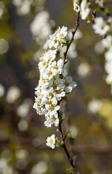 Brudespirea