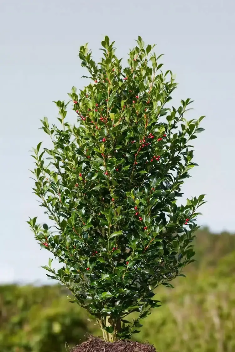 Kystkristtorn Alaska Velgrenet | Plantinavia