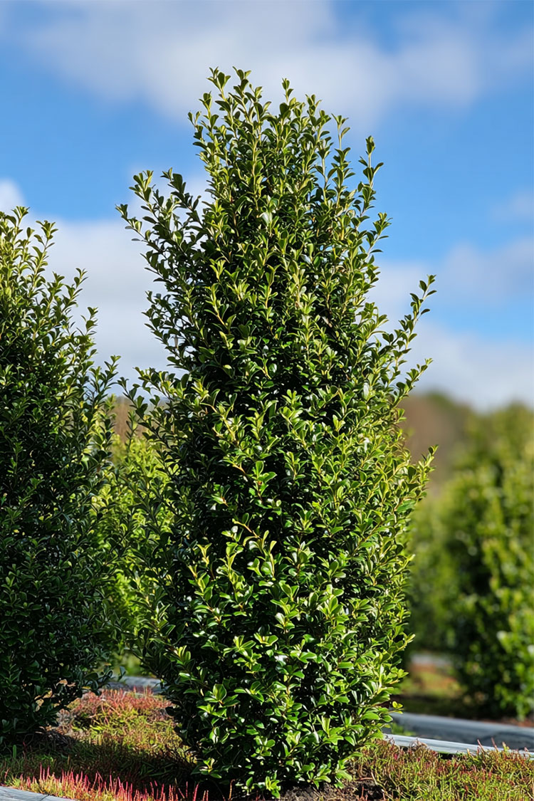 Japansk kristtorn 'Green Hedge' 125cm Velgrenet | Plantinavia