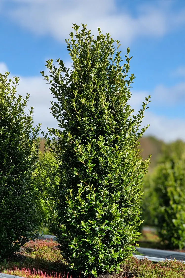 Japansk kristtorn 'Green Hedge' 125cm Velgrenet | Plantinavia