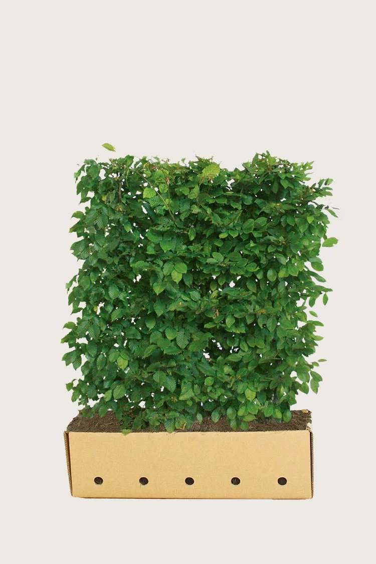 Agnbøk 120cm Velgrenet | Plantinavia