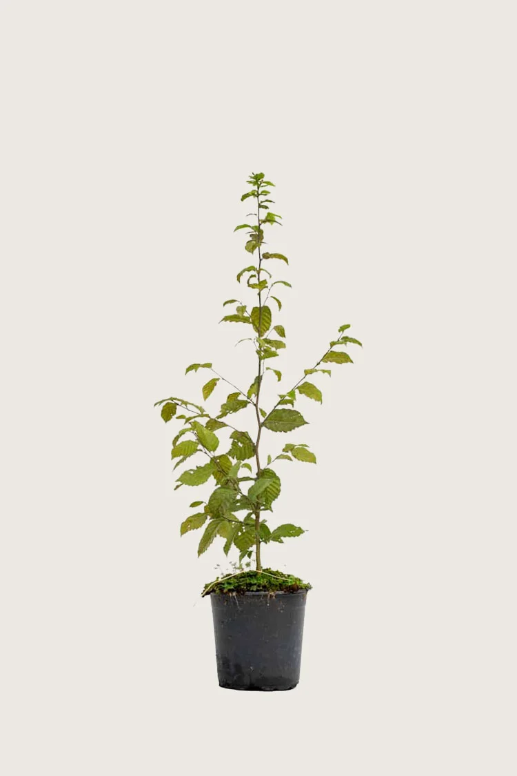 Agnbøk 100cm Grenet | Plantinavia