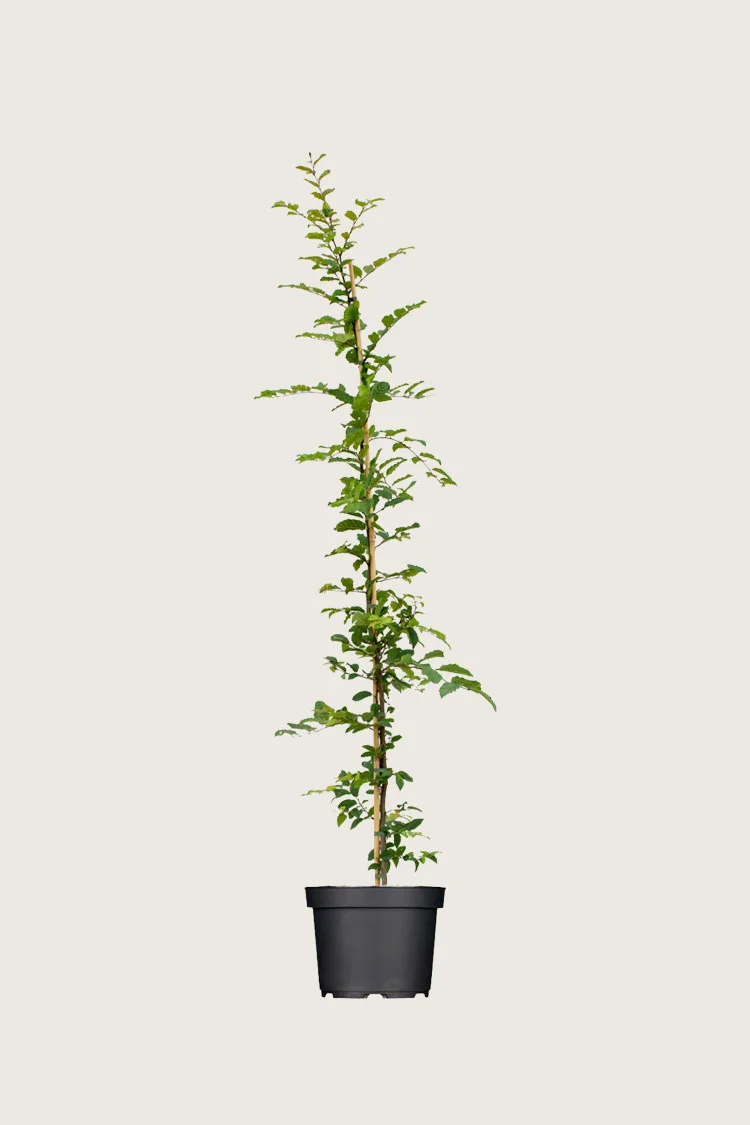 Agnbøk 200cm Grenet | Plantinavia