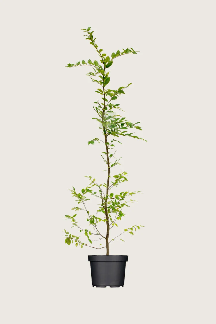Agnbøk 225cm Grenet | Plantinavia