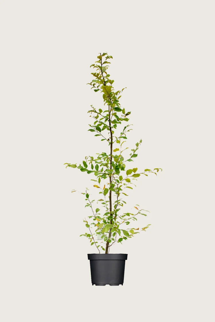 Agnbøk 125cm Velgrenet | Plantinavia
