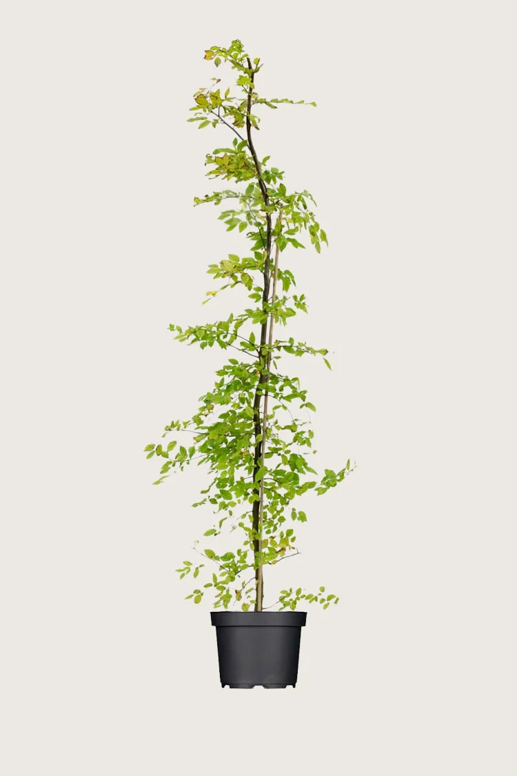 Agnbøk 200cm Velgrenet | Plantinavia