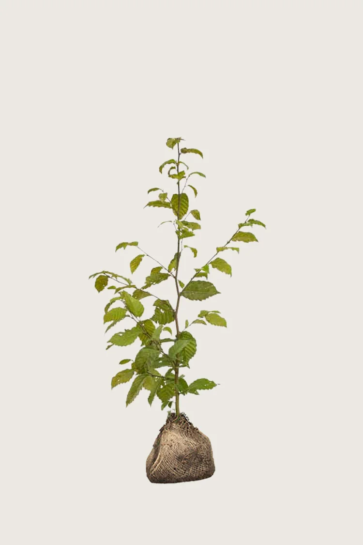 Agnbøk 100cm Grenet | Plantinavia
