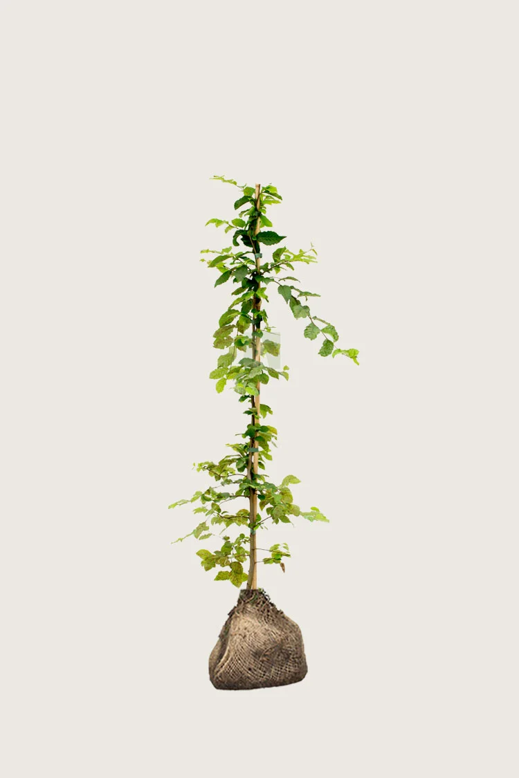 Agnbøk 100cm Velgrenet | Plantinavia