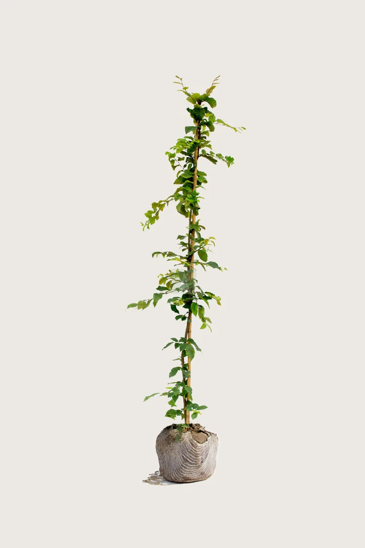 Agnbøk 175cm Velgrenet | Plantinavia