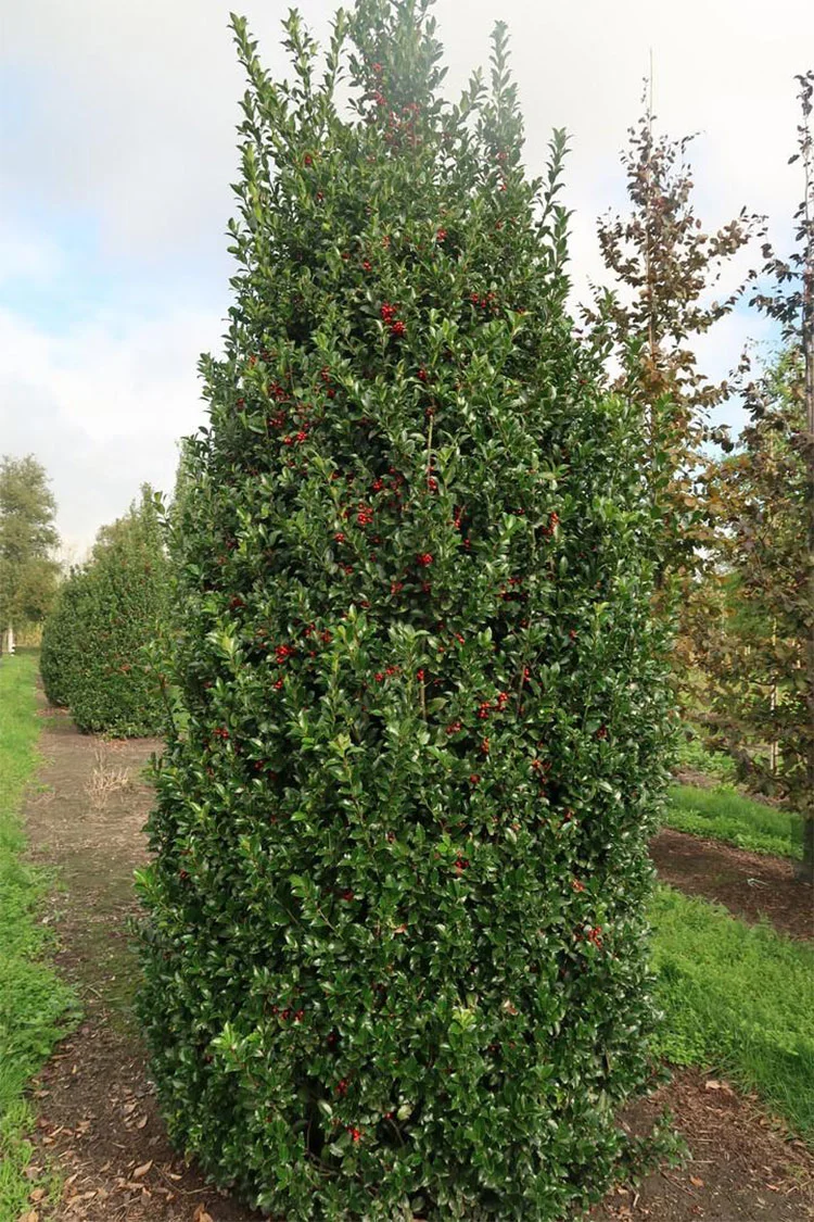 Blå Kristtorn Blue Maid 300cm Velgrenet | Plantinavia