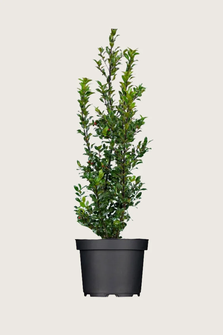 Blå Kristtorn Blue Maid 250cm Grenet | Plantinavia