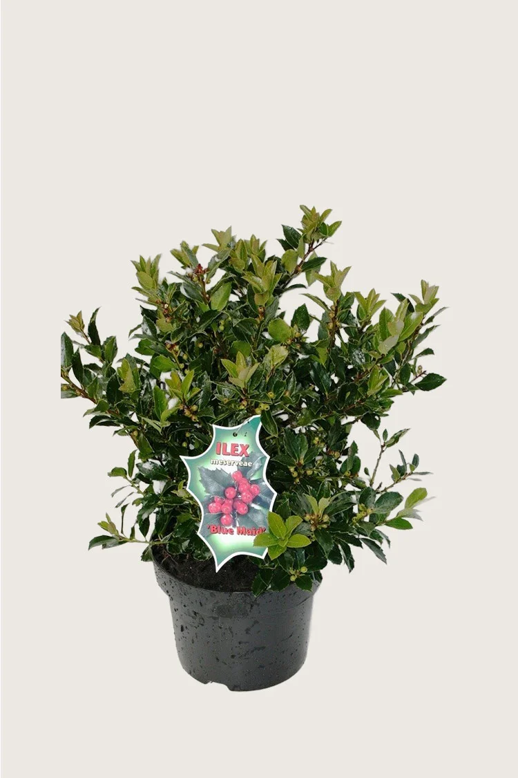 Blå Kristtorn Blue Maid 40cm Grenet | Plantinavia