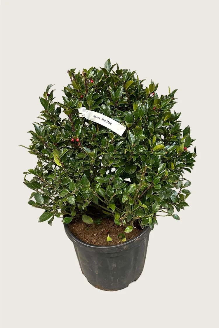 Blå Kristtorn Blue Maid 125cm Velgrenet | Plantinavia