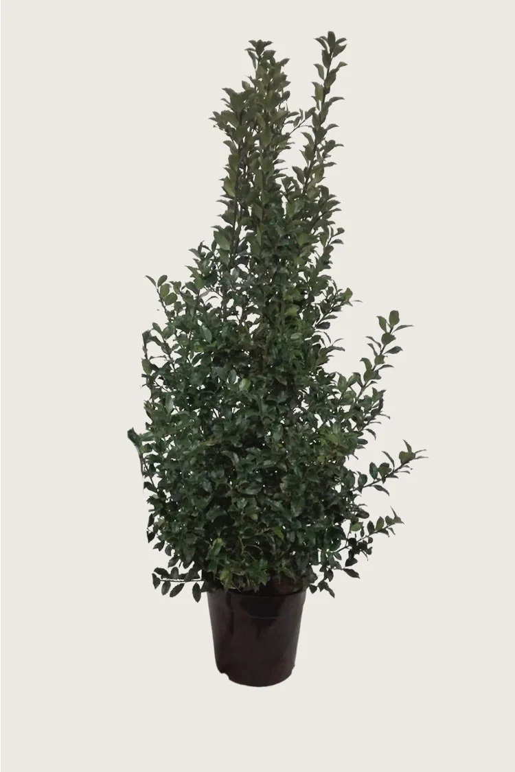 Blå Kristtorn Blue Maid 300cm Velgrenet | Plantinavia