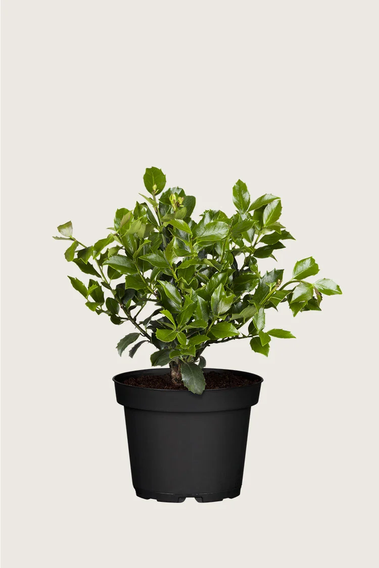 Blå Kristtorn Blue Maid 60cm Velgrenet | Plantinavia