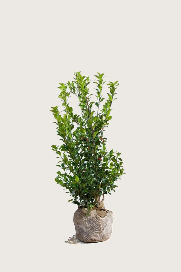 Blå Kristtorn Blue Maid 125cm Grenet | Plantinavia