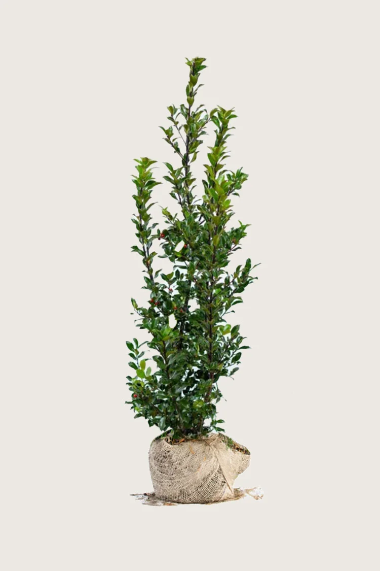 Blå Kristtorn Blue Maid 225cm Grenet | Plantinavia