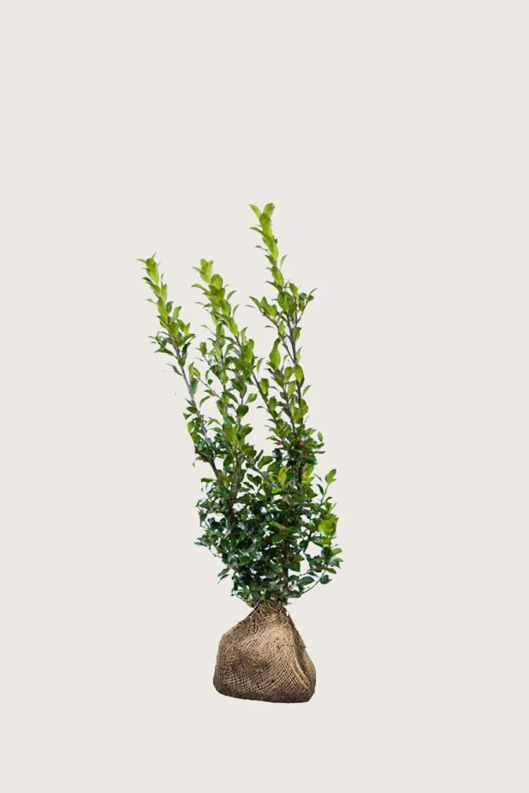 Blå Kristtorn Blue Maid 60cm Grenet | Plantinavia