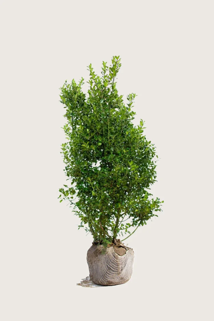 Blå Kristtorn Blue Maid 150cm Velgrenet | Plantinavia