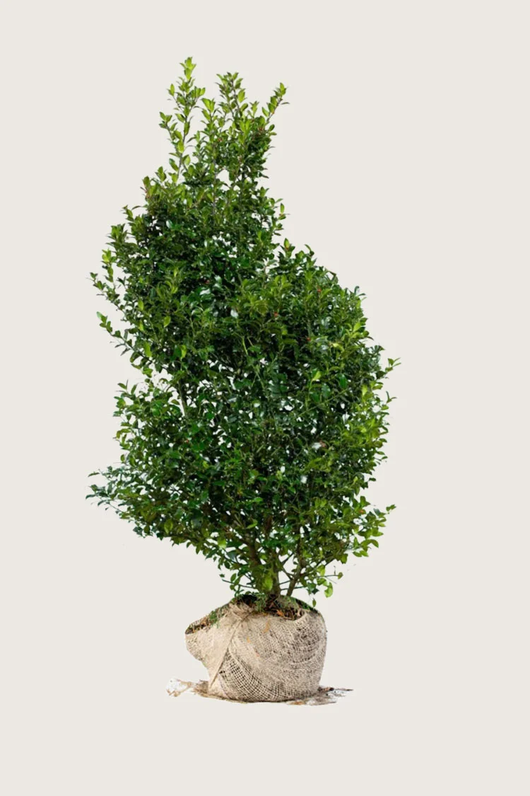 Blå Kristtorn Blue Maid 200cm Velgrenet | Plantinavia