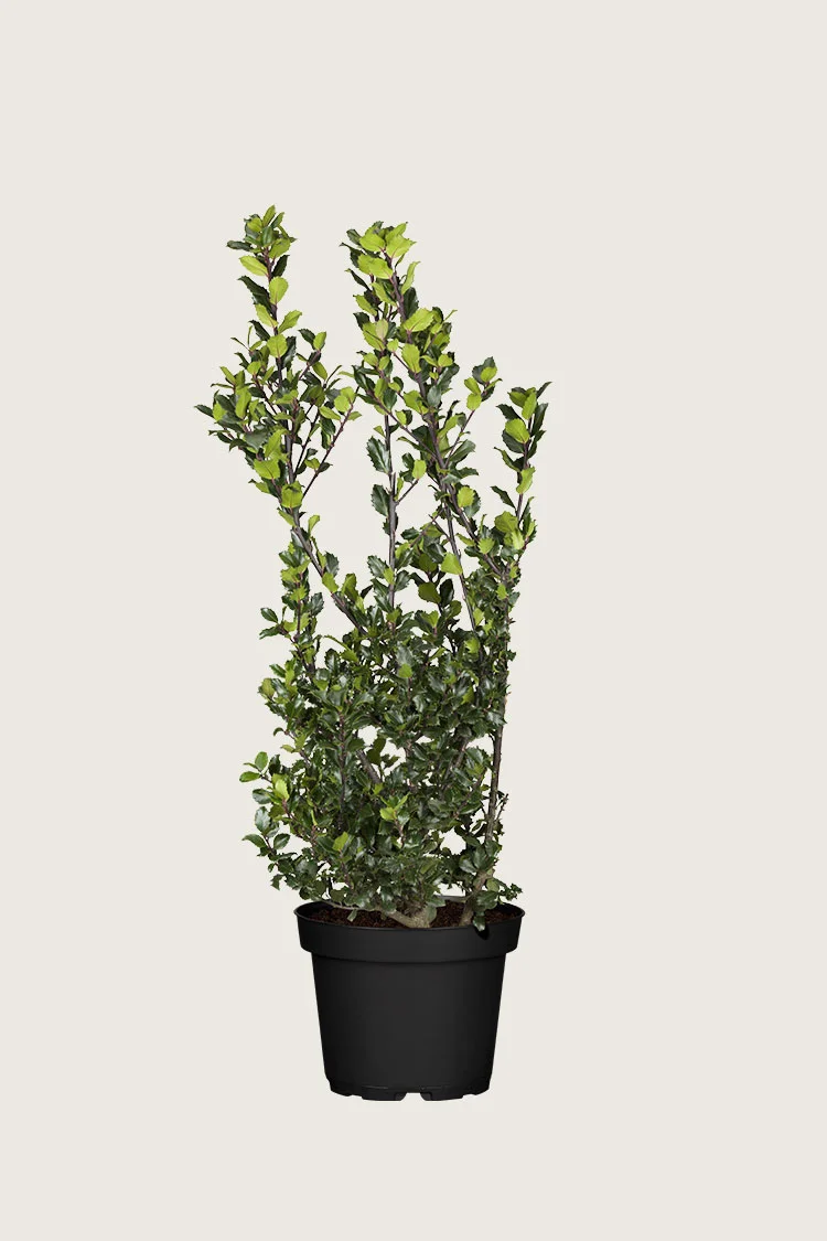Blå Kristtorn Blue Prince 125cm Grenet | Plantinavia