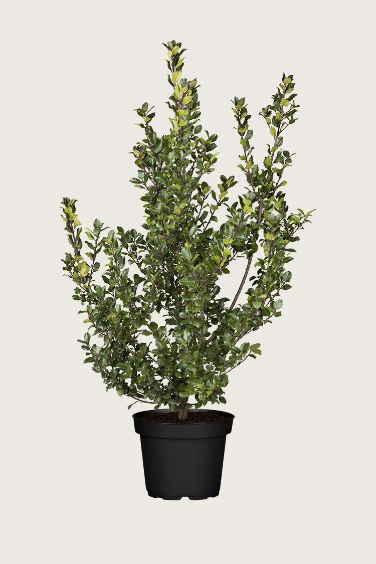 Blå Kristtorn Blue Prince 225cm Grenet | Plantinavia