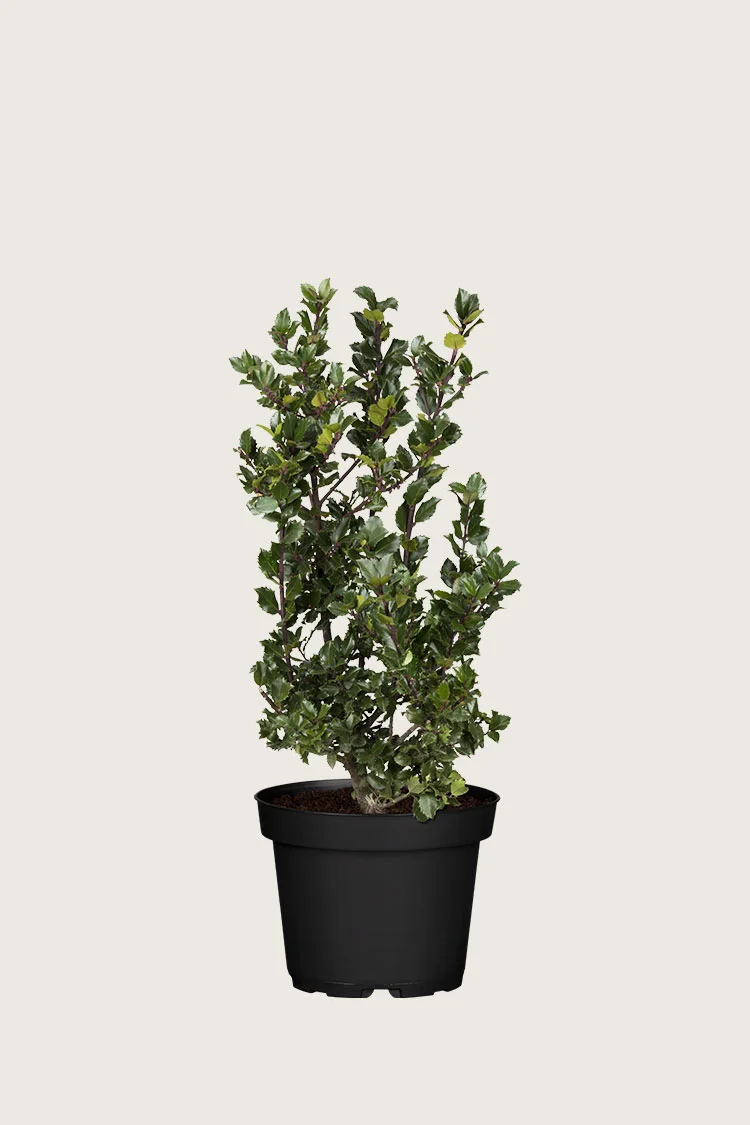 Blå Kristtorn Blue Prince 80cm Grenet | Plantinavia