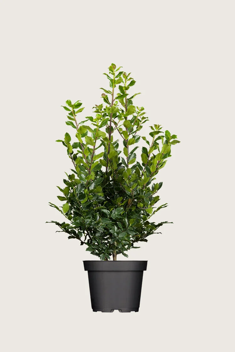 Blå Kristtorn Blue Prince 150cm Velgrenet | Plantinavia