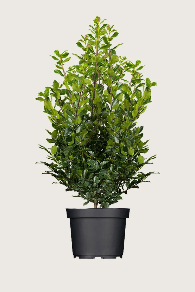 Blå Kristtorn Blue Prince 250cm Velgrenet | Plantinavia